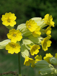 kodriver blomsterstand