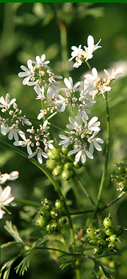 Koriander blomster og umodne frø