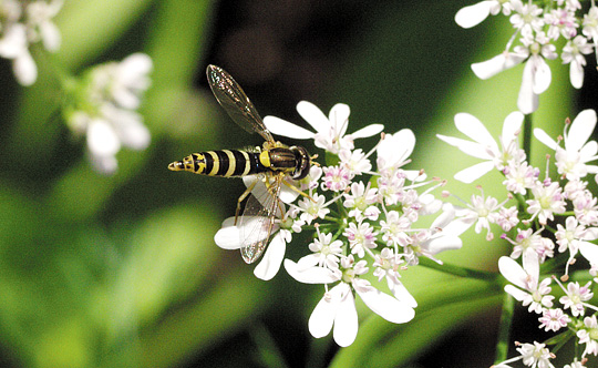 Svirreflue – et nyttigt insekt
