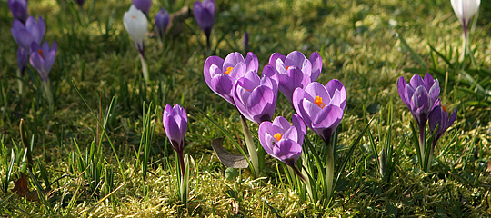 En løgplæne med krokus