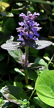 Ajuga reptans