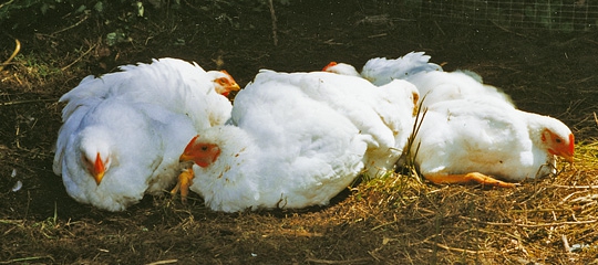 Slagtefærdige kyllinger