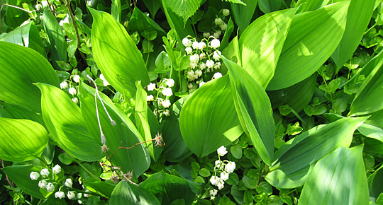 Liljenkonval i blomst