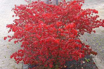 Euonymus compactus