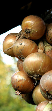 Løgbundt