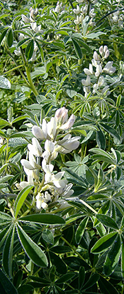 Lupinus albus