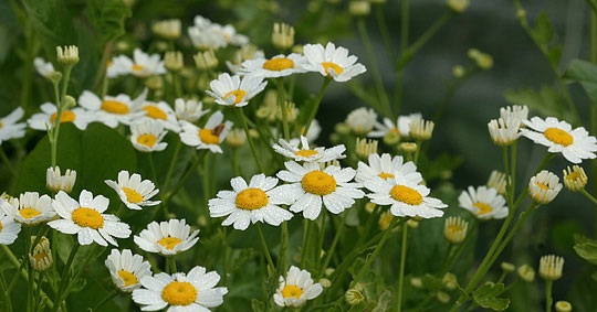 Matrem i blomst.