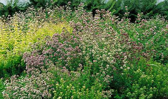 Mange slags oregano