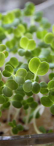 pak choi kimplanter