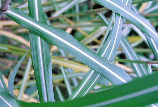 Miscanthus sinensis ‘Malepartus’