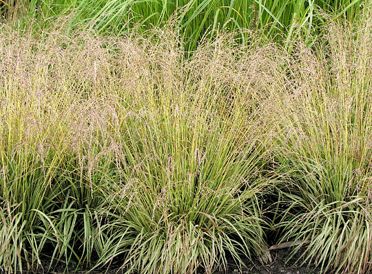 Molinia caerulea ‘Variegata’, blåtop