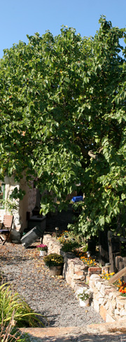 Morbærtræ på Christiansø
