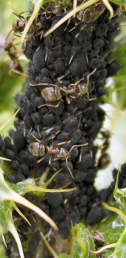 Myrer og bladlus.