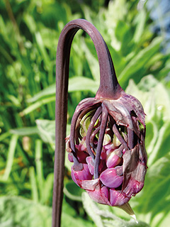 Nodding Onion