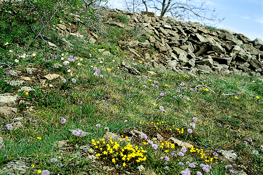 Ølandssoløje og kugleblomst