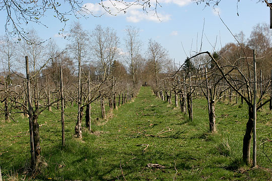 Ompodet frugtplantage.