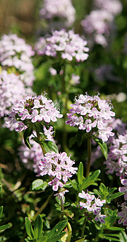 Oreganotimian smager virkelig af oregano.