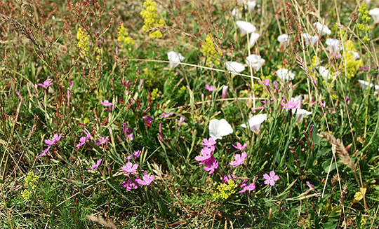 blomster på et overdrev