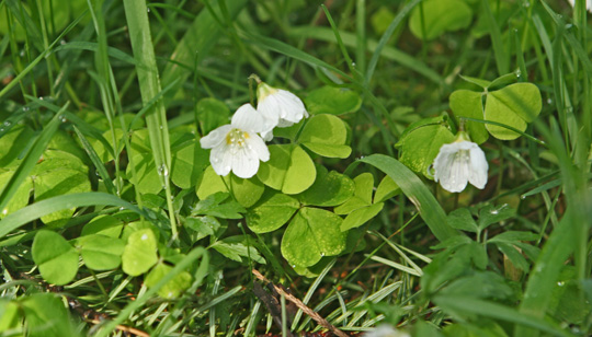 Surkløver har hvide blomster.