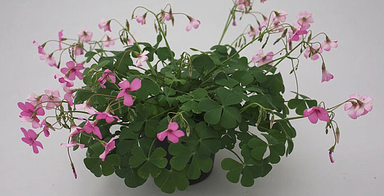 Oxalis rubra