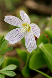 skovsyre blomst