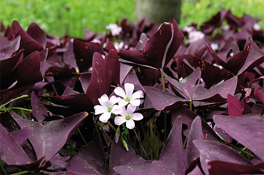 sommerfuglekløver med røde blade og blomst