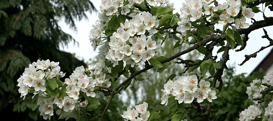 Blomstrende pæregren