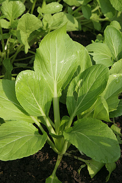 Pak choi