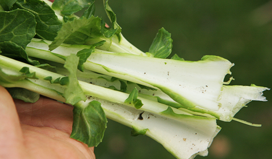 Høst af pak choi stængler i april