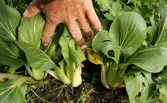 Pak choi i oktober