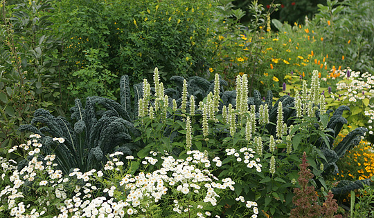 Palmekål og anisisop i blomsterbede