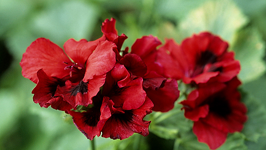 ‘Bushfire’ er af typen engelske pelargonier.