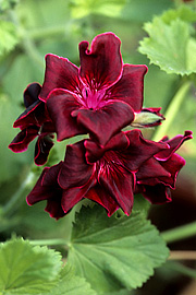 ‘Lord Bute’ er af typen engelske pelargonier