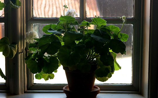 Kompakt pelargonie