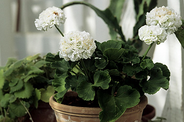 Pelargonie ‘Kronprinsesse Mary’