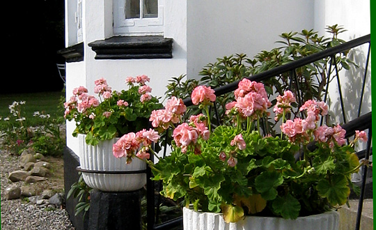 Pelargonier