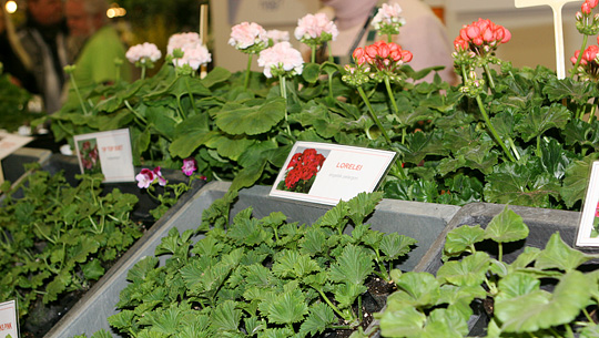 Køb af pelargonier