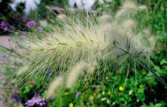 Lampepudsergræs, Pennisetum alopecuroides