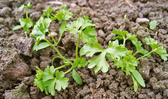 Små persilleplanter i oktober