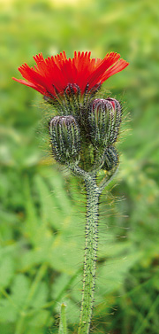 Hieracium aurantiacum