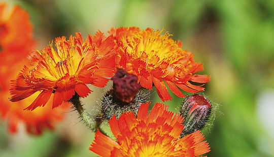 Pomeranshøgeurtens blomster