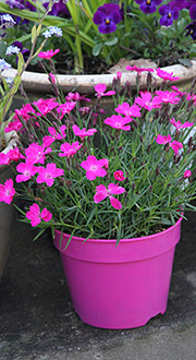 pottede planter