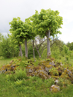 Stynede lindetræer