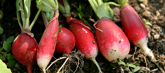 Flere sorter af radiser