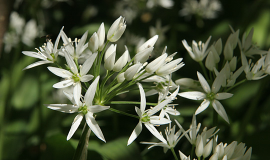 Hvide stjerneblomster af ramsløg