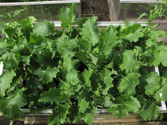 Rapini dyrkes for sine blomaterskud.