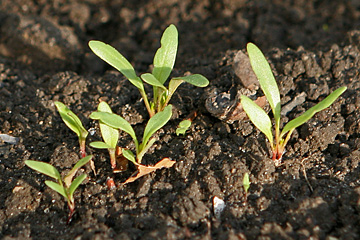 Rødbede kimplanter