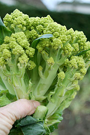 ET fint romanesco hoved