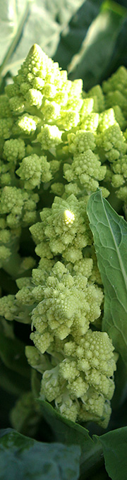 romanesco