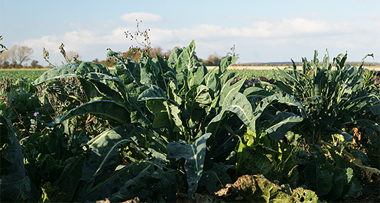 Romanesco kål